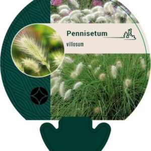 Pennisetum villosum - P9