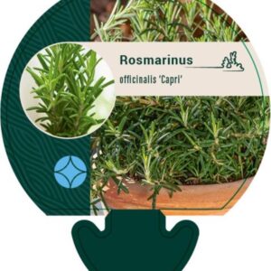 Rosmarinus off. Capri - P9