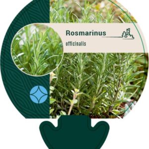 Rosmarinus officinalis - P9