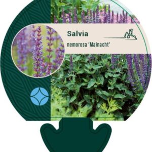 Salvia nemorosa Mainacht - P9