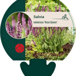 Salvia nemorosa Rose Queen - P9