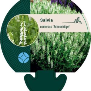 Salvia nemorosa Schneehügel - P9