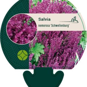 Salvia nemorosa Schwellenburg - P9
