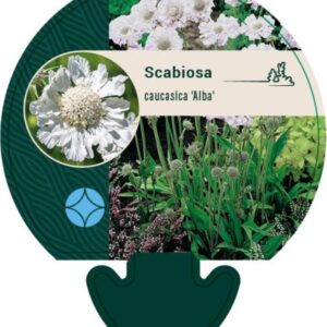 Scabiosa cauc. Alba - P9