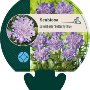 Scabiosa col. Butterfly Blue - P9