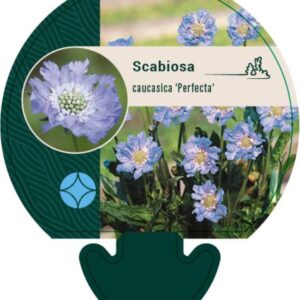Scabiosa cauc. Perfecta - P9