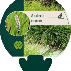 Sesleria autumnalis - P9