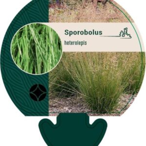 Sporobolus heterolepis - P9