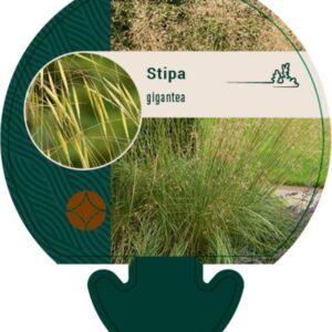 Stipa gigantea - P9