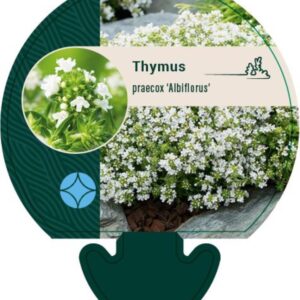 Thymus praecox Albiflorus - P9