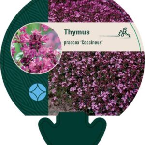 Thymus praecox Coccineus - P9