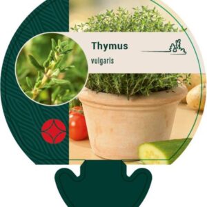 Thymus vulgaris - P9