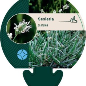 Sesleria caerulea - P9