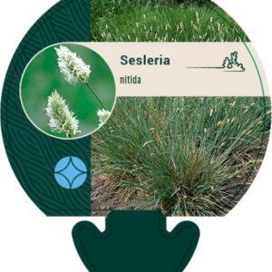 Sesleria nitida - P9