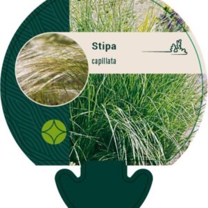 Stipa capillata - P9