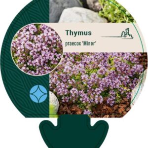 Thymus praecox Minor - P9