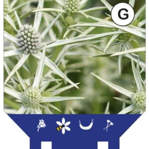 Eryngium variifolium - P11