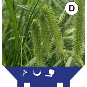Carex pendula - P11