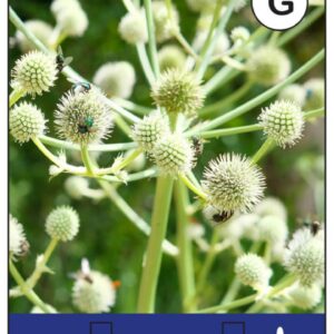 Eryngium yuccifolium - P11