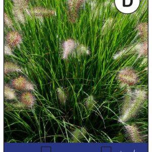 Pennisetum alop. Japonicum - P11