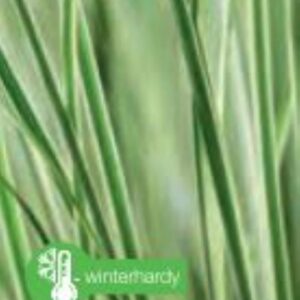 Carex brunnea Variegata - P14