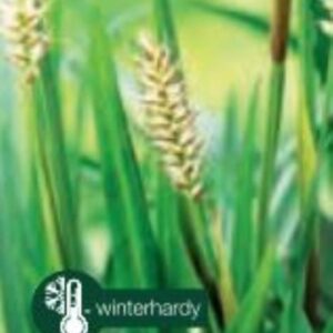 Carex Irish Green - P14