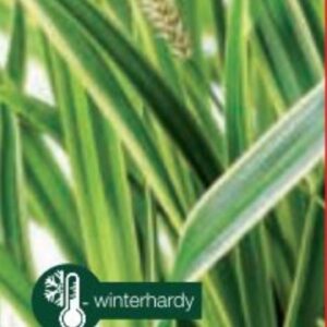 Carex morrowii Ice Dance - P14
