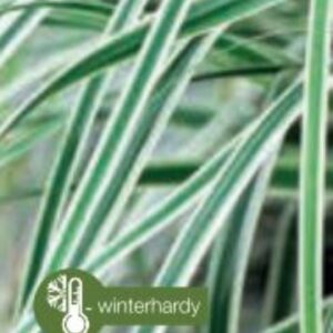 Carex oshimensis Everest - P14