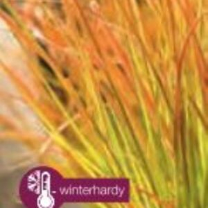 Carex testacea Prairie Fire - P14