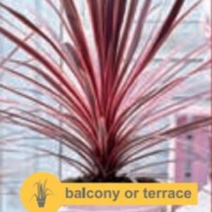 Cordyline aus. Charlie Boy - P14