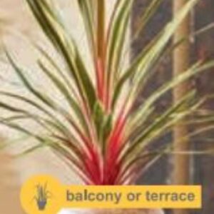 Cordyline aus. Magic Star - P14