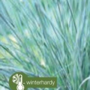 Festuca glauca Azura Blue® - P14
