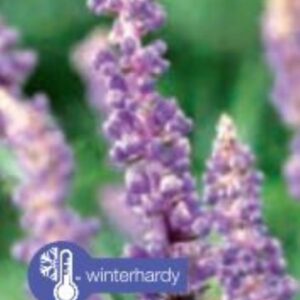 Liriope muscari Ingwersen - P19