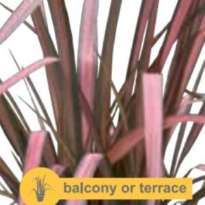 Phormium Pink Flamingo - P14