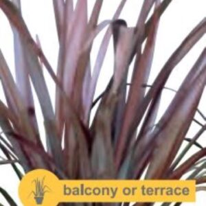 Phormium tenax Rubra Nana - P14