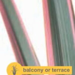 Phormium Sundowner - P14