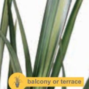 Phormium Wings of Gold - P14