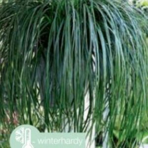 Carex Ribbon Falls - P23