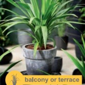 Cordyline australis Emerald Star - P23
