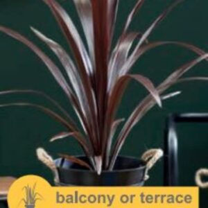 Cordyline obtecta Superstar - P23