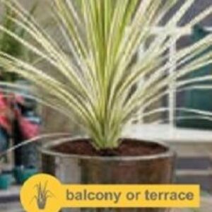 Cordyline aus. Lime Passion - P14