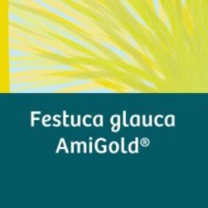 Festuca glauca AmiGold - P10.5