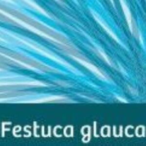 Festuca glauca Compacta Blue - P10.5