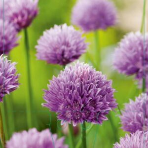 Allium schoenoprasum - P9