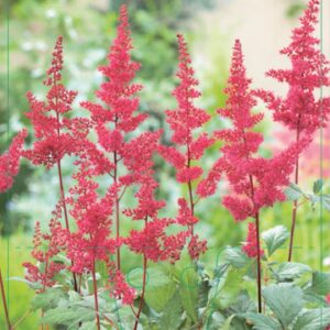 Astilbe arendsii Fanal - P9