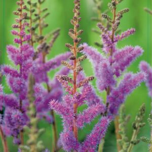 Astilbe chinensis Pumila - P9