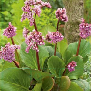 Bergenia cordifolia - P9