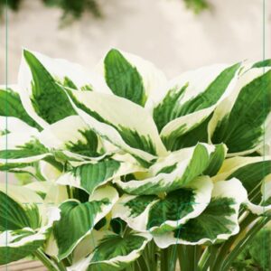 Hosta fortunei Patriot - P9