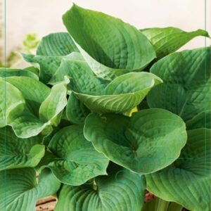 Hosta sieboldiana Elegans - P9
