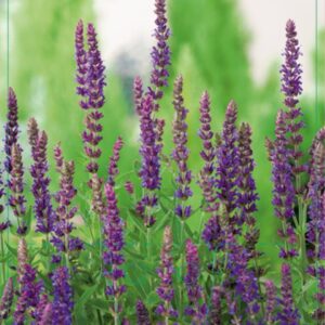 Salvia nemorosa ‘Ostfriesland’ - P9